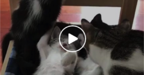 mama kitten calls for dinner adorable cats