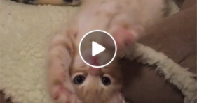 most adorable baby ginger kitten