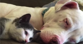 pitbull loves foster kitties