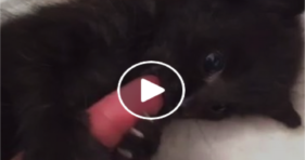 adorable black kitten licks finger cute kitty
