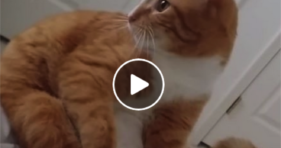 adorable clumsy cats can't land on their feet funny