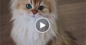 adorable fluffy green eyed cat is gorgeous