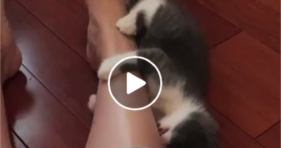 viciously cute kitten attack is funny