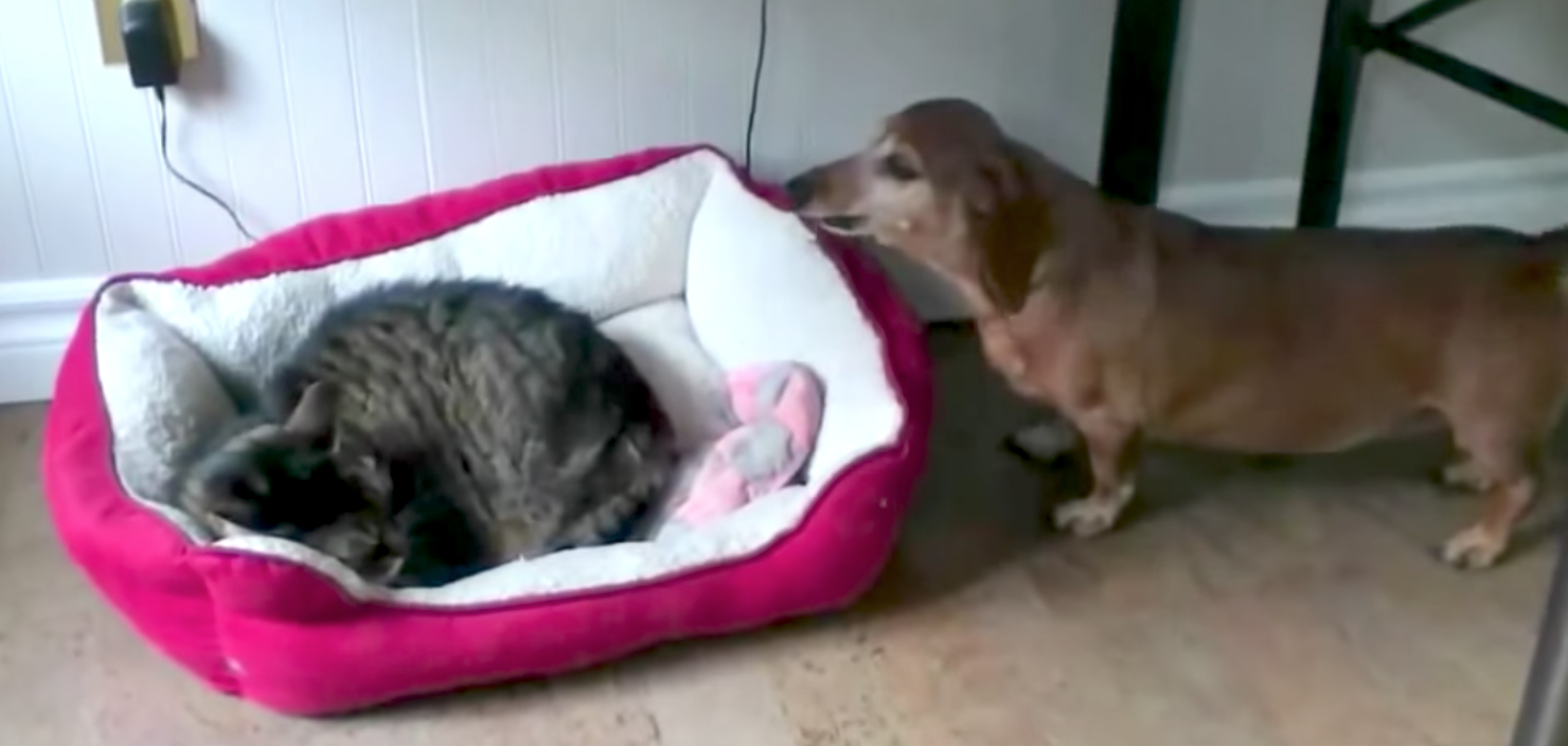 Cats Stealing Dog Beds - Cats vs Cancer