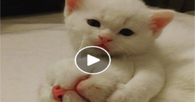 adorable white kitties so sweet gives toothache