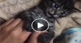 cute baby foster kitten furbaby belly tickles