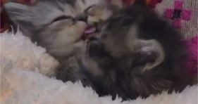 cute furbaby kittens are bestie nap buds