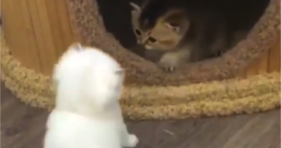 two fluffy adorably cute wobbly kittens play