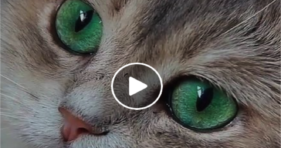 adorable green eyed beauty gorgeous cat