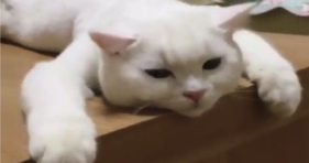adorable white fluffy kitten laziness is expert