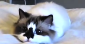 beautiful cat eyes melts hearts