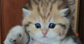 chubby fluffy kitten adorable furbaby