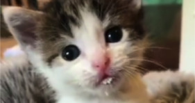 adorable baby kitten with milk mustache