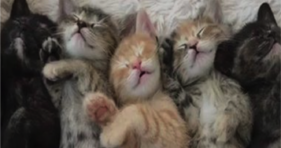 adorable baby kittens cuddle puddle
