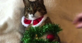 adorable christmas cat wonderful decorations