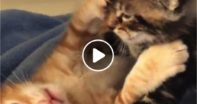 cute baby furball kitten brothers cuddle and hugs