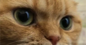 cute orange kitten beautiful cat eyes