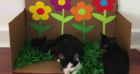 cute school of baby kittens in kittengarden