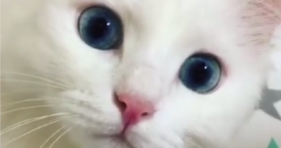 fluffy white kitty mesmerizing blue eyes