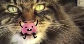 funny videos animating cats
