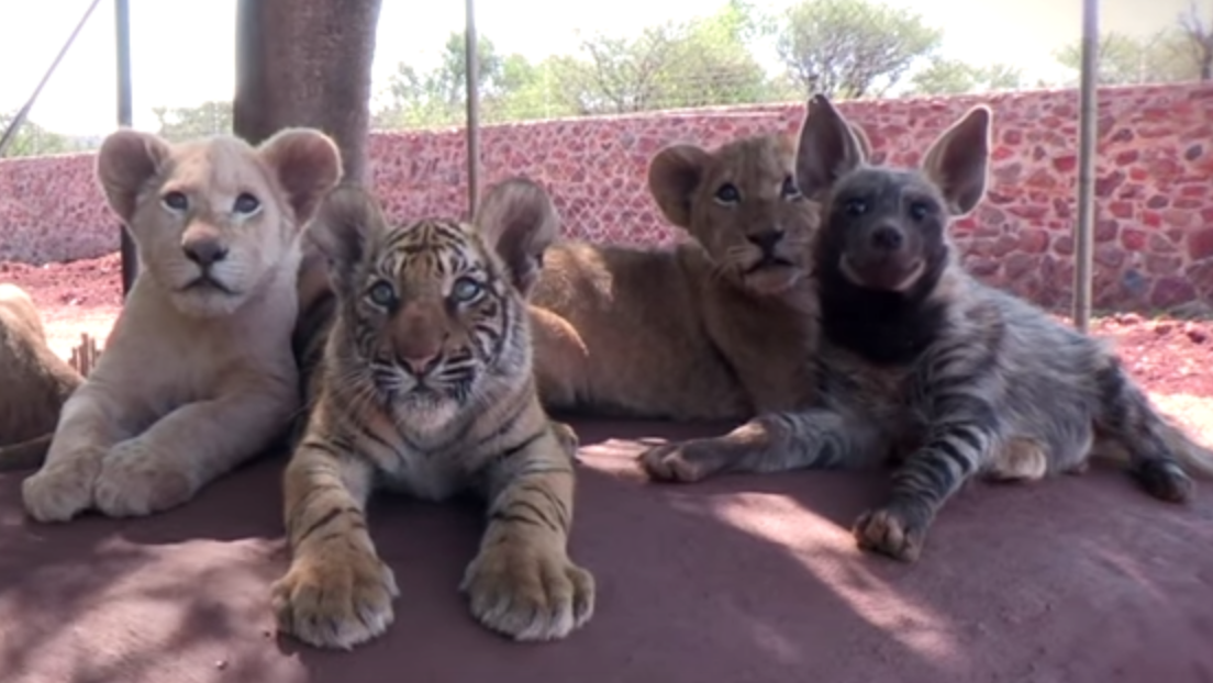 Baby Tiger, Hyena, And Lions Are The Best Of Friends - Cats vs Cancer