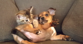 kitten vs puppy