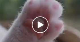 adorable baby kitten paws jelly bean toes