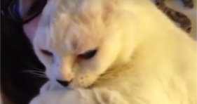adorable cat with no ears loves mom