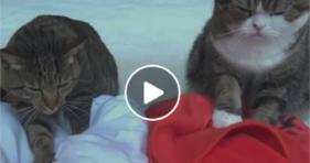 adorable cats give massage lessons cute