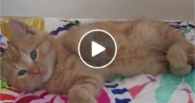 adorable foster orange kitty sleeps after trip
