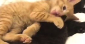 adorable ginger kitten loves bath time