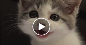 adorable kitten meows like music to ears