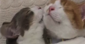 adorable kitties love make out session