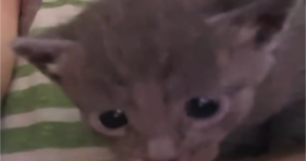 cute baby furball kitten saved at flea market