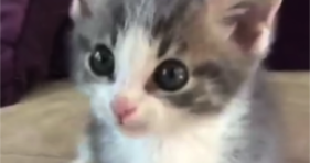 cute foster kitten meow speak