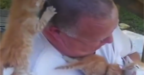 cute litter of orange foster kittens climb foster dad