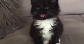 cute tuxedo kitten love