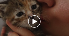 the dodo cute how to rescue kittens video