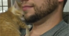 adorable gingerbread kitten loves beard stubble