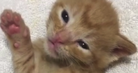 baby foster kitten orange jelly beans cute