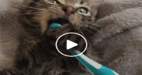 baby kitten loves dental care cute cat