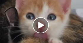cute baby kitty cashew loves peek-a-boo