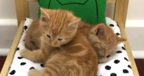 two adorable ginger kittens in bed