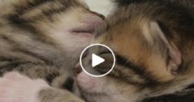 adorable baby foster kittens love snugglefest
