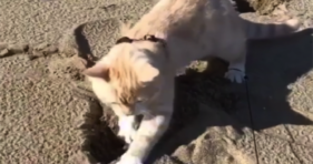 beach cat world's largest litter box