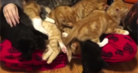 cute foster lap full of kittens adorable cats