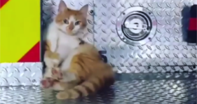 cute stray cat loves fire station