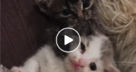 foster kitten besties reunite cuteness