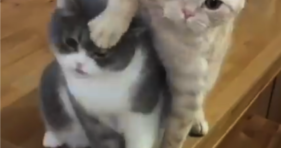 funny jerk cats want food meow adorable