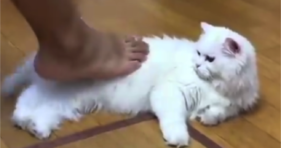 white fluffy cat hate feet too funny